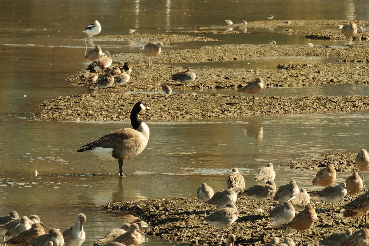 Canada Goose - ML644956501