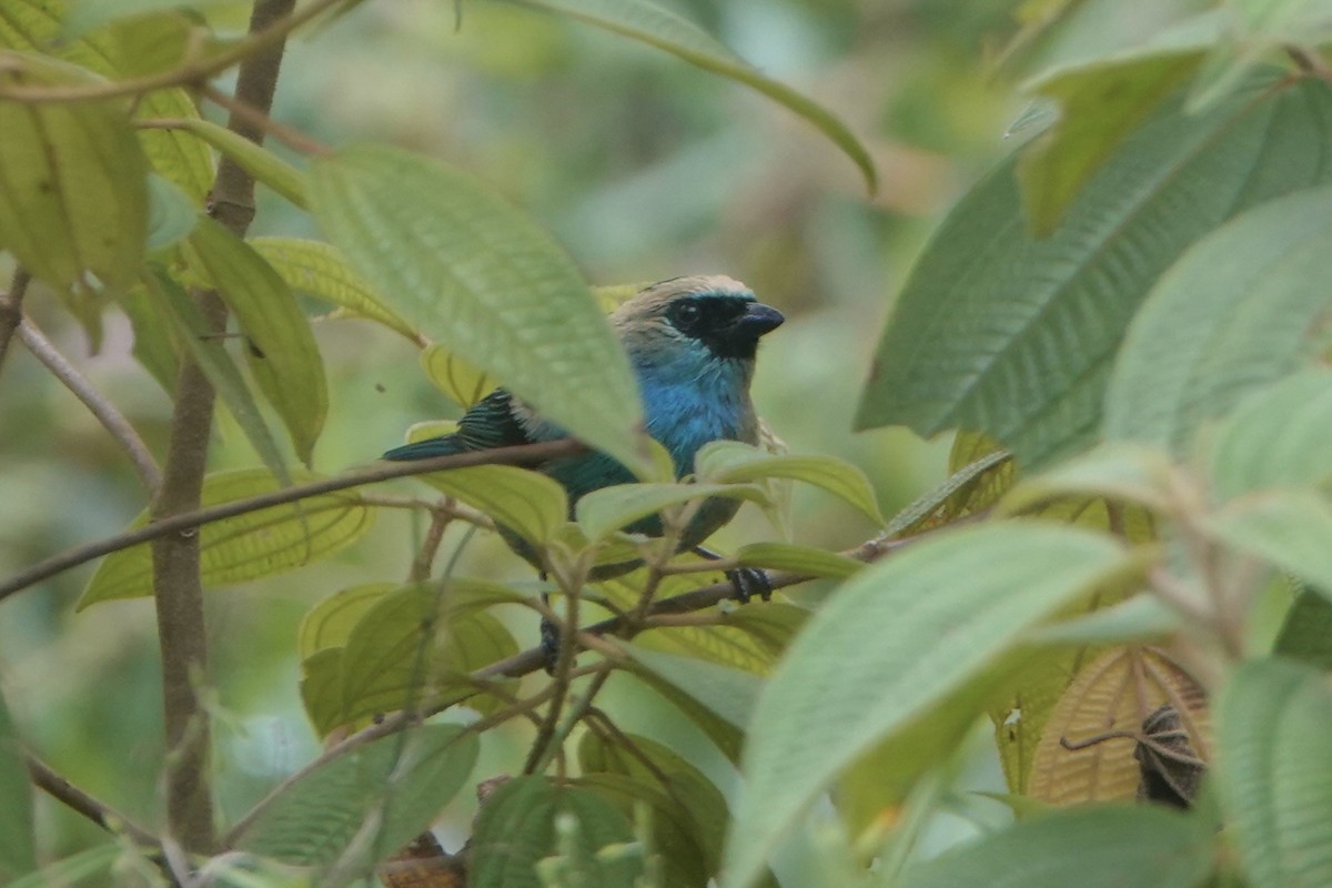 Tangara Verdinegra - ML644956504