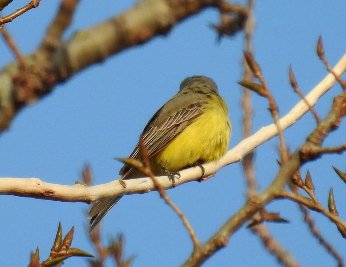 Tropical Kingbird - ML644956520