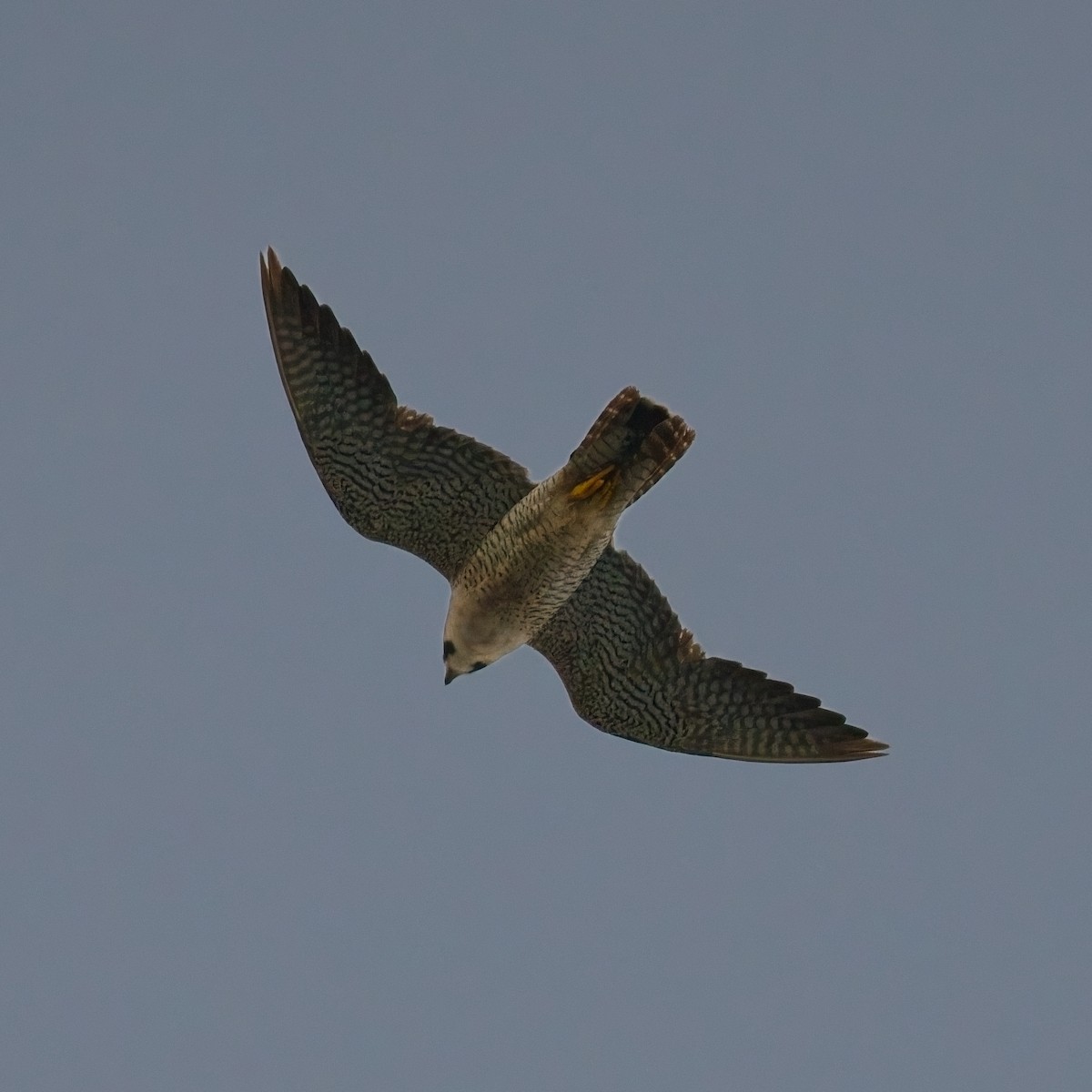 Peregrine Falcon - ML644956543