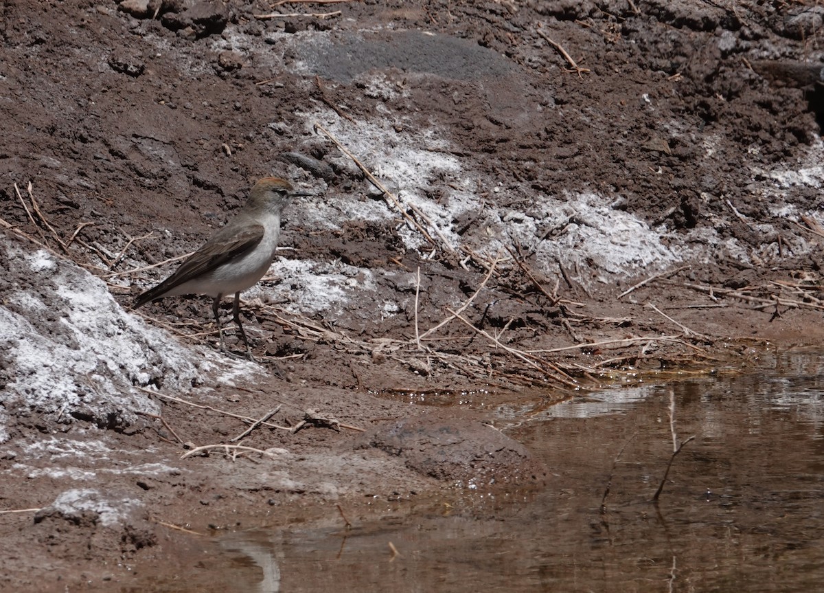 White-browed Ground-Tyrant - ML644956548