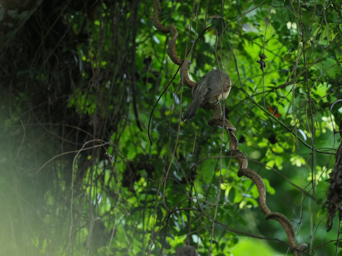 kukačka kokosová - ML644956582