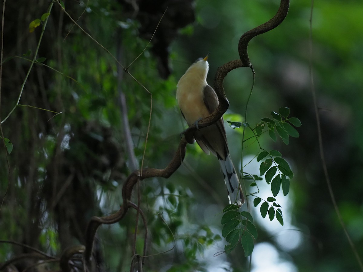 kukačka kokosová - ML644956583