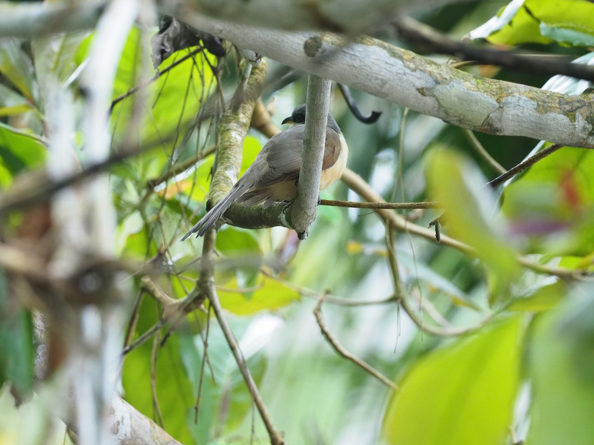 kukačka kokosová - ML644956586