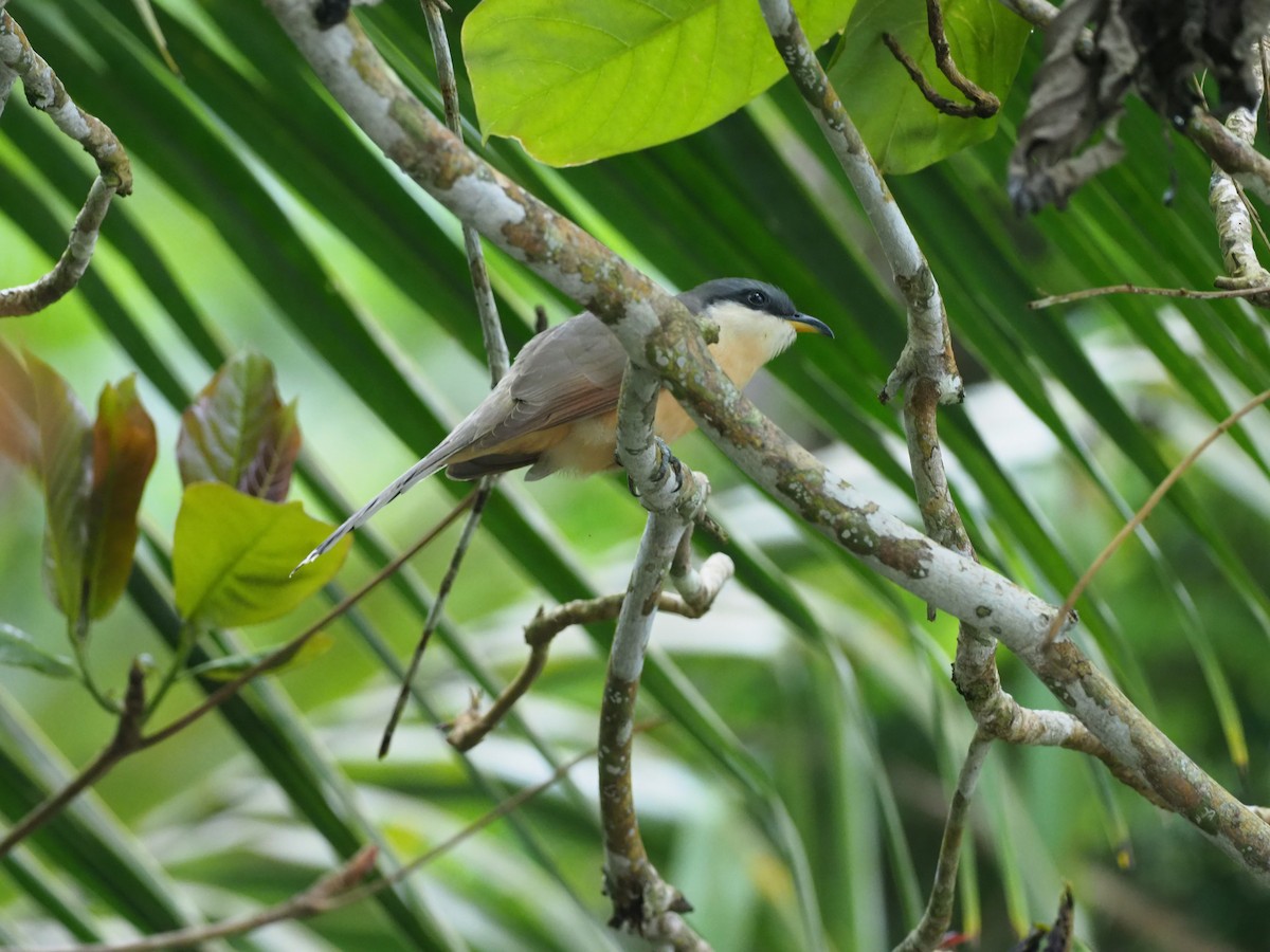 kukačka kokosová - ML644956587