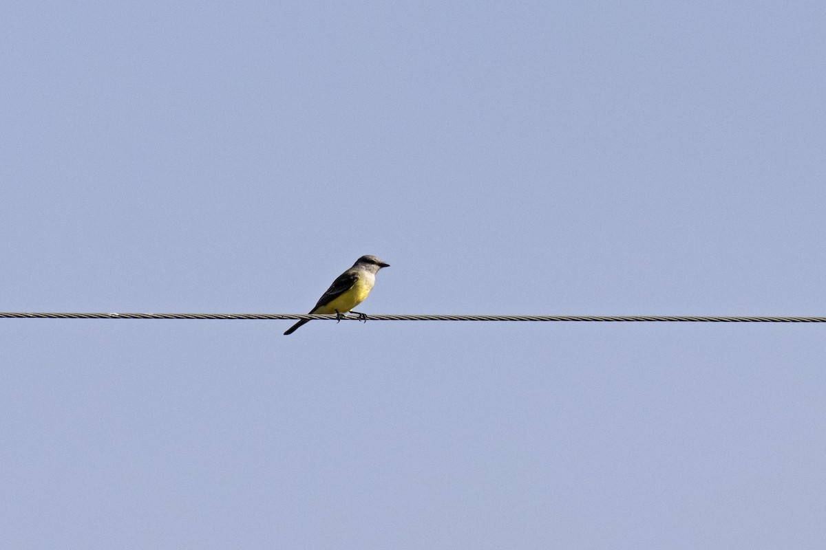 Western Kingbird - ML644956594