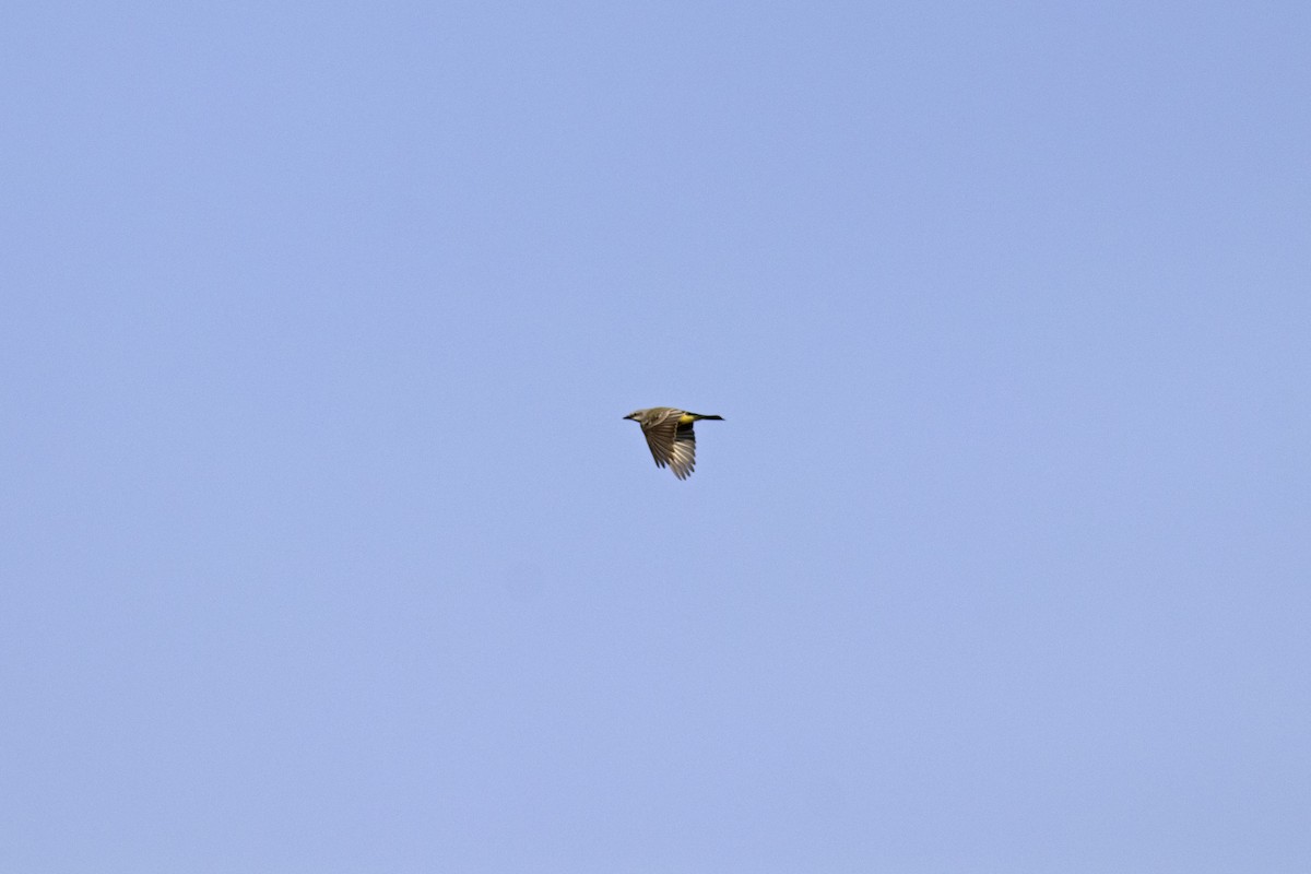 Western Kingbird - ML644956595