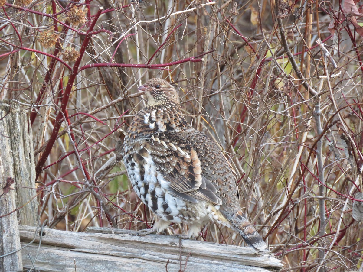 jeřábek kanadský - ML644956597