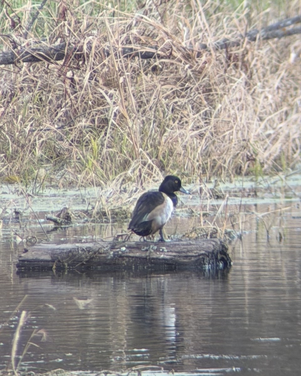 Ring-necked Duck - ML644956604