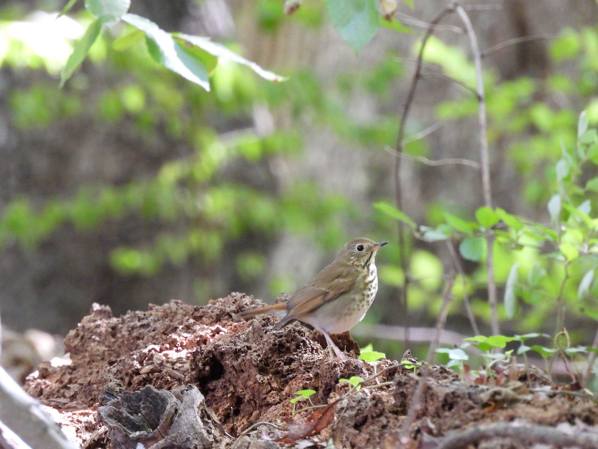 Hermit Thrush - ML644956608