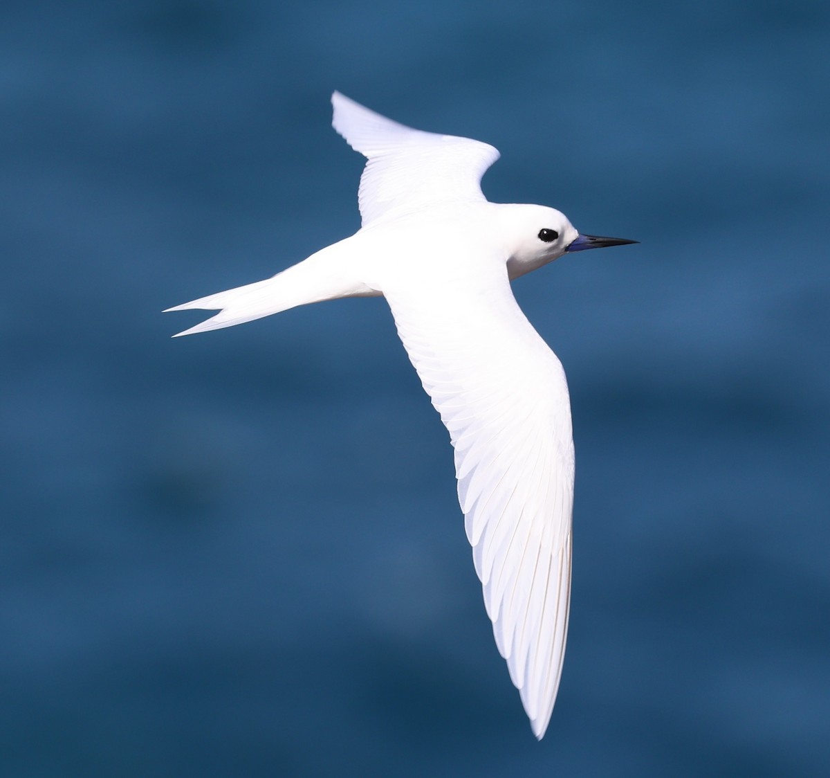Blue-billed White-Tern - ML644956610