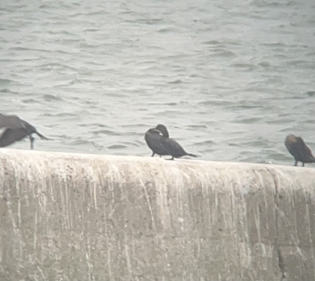 Neotropic Cormorant - ML644956614