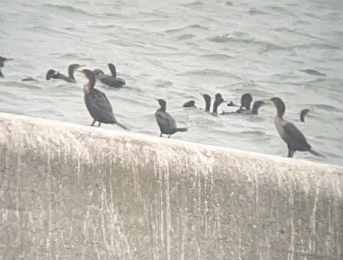 Neotropic Cormorant - ML644956615