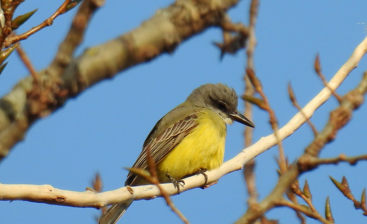 Tropical Kingbird - ML644956617
