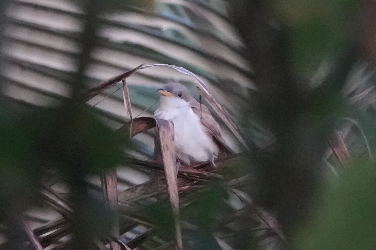 Желтоклювая пиайя - ML644956621