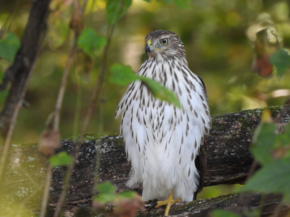 Cooper's Hawk - ML644956624