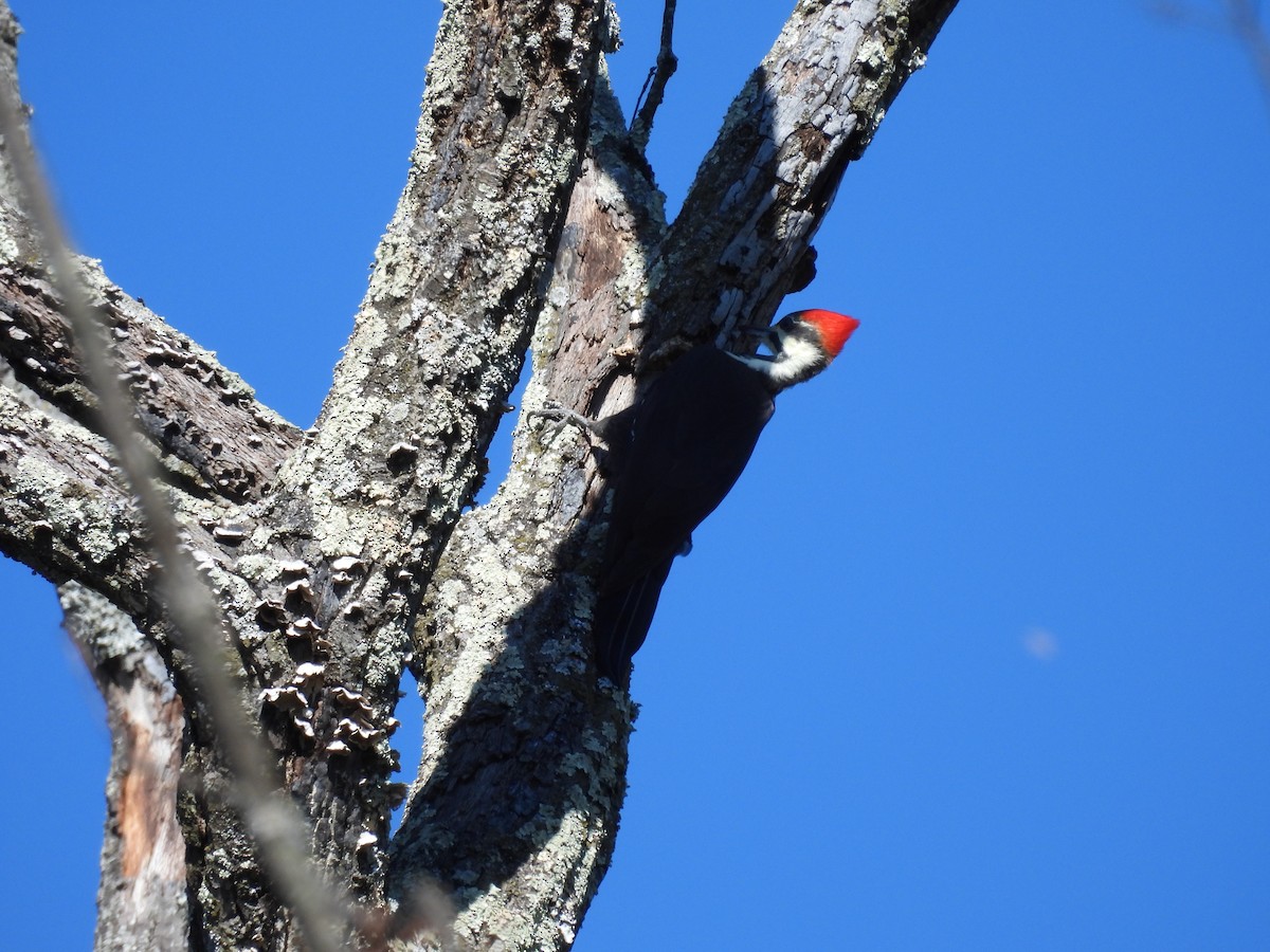 Pileated Woodpecker - ML644956641