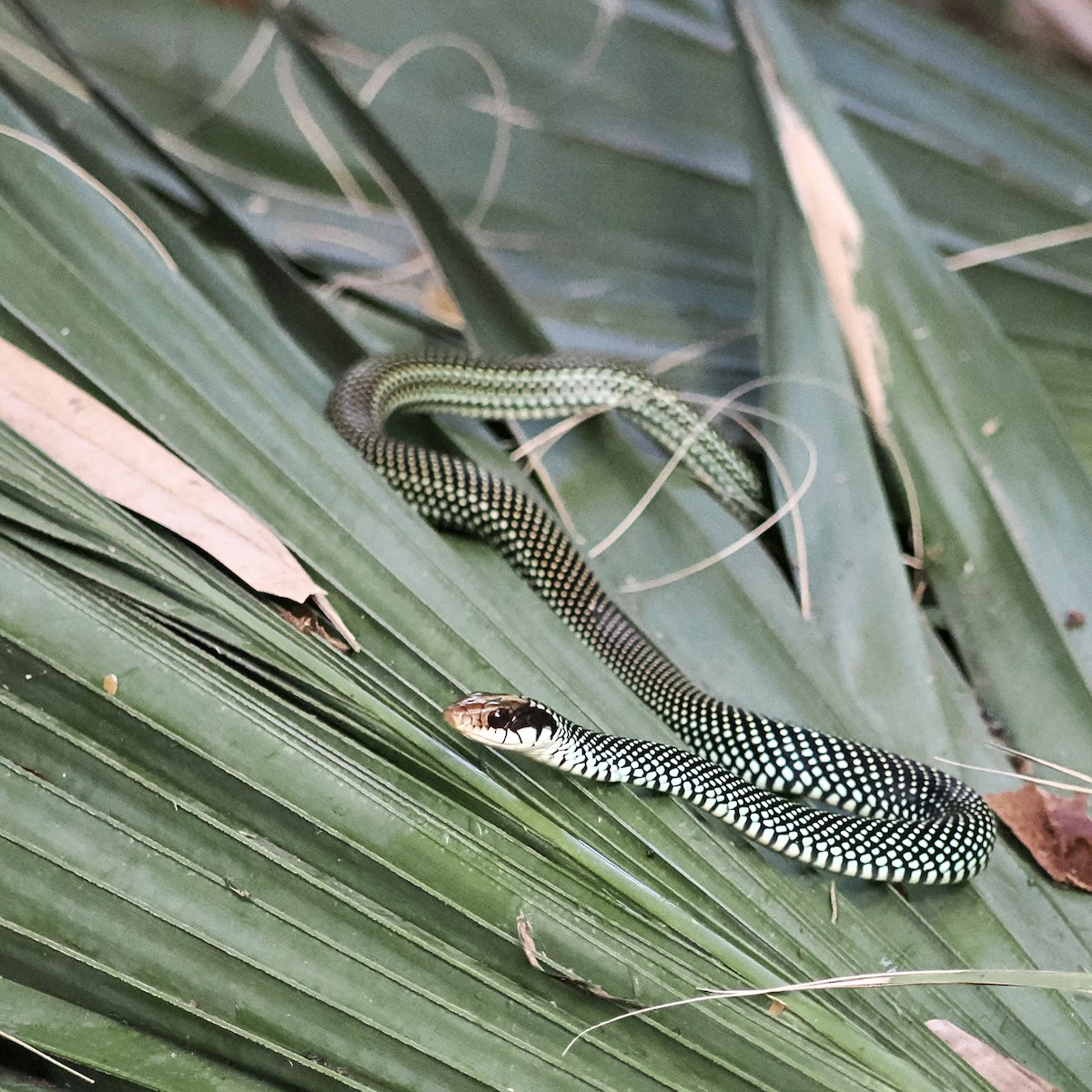 Reptiles - ML644956645