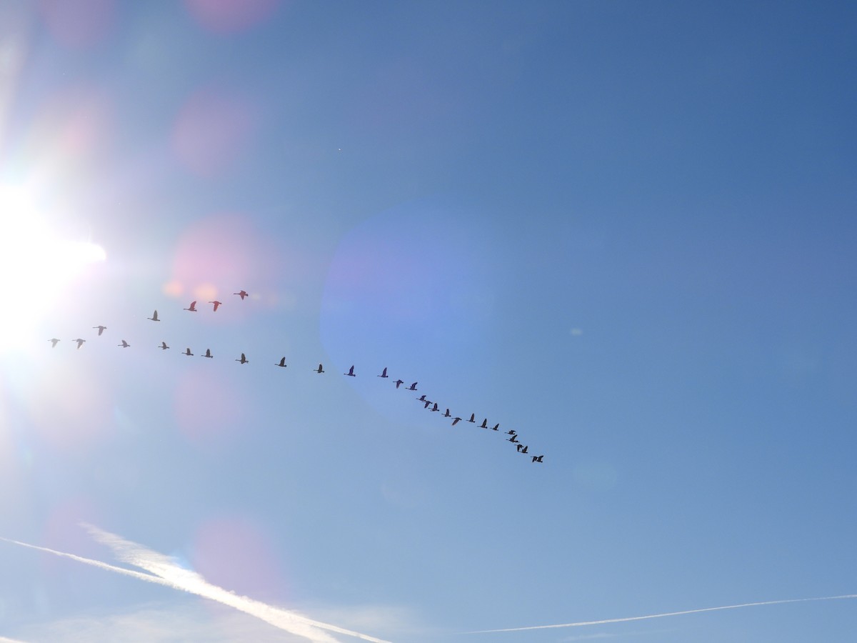 Canada Goose - ML644956646