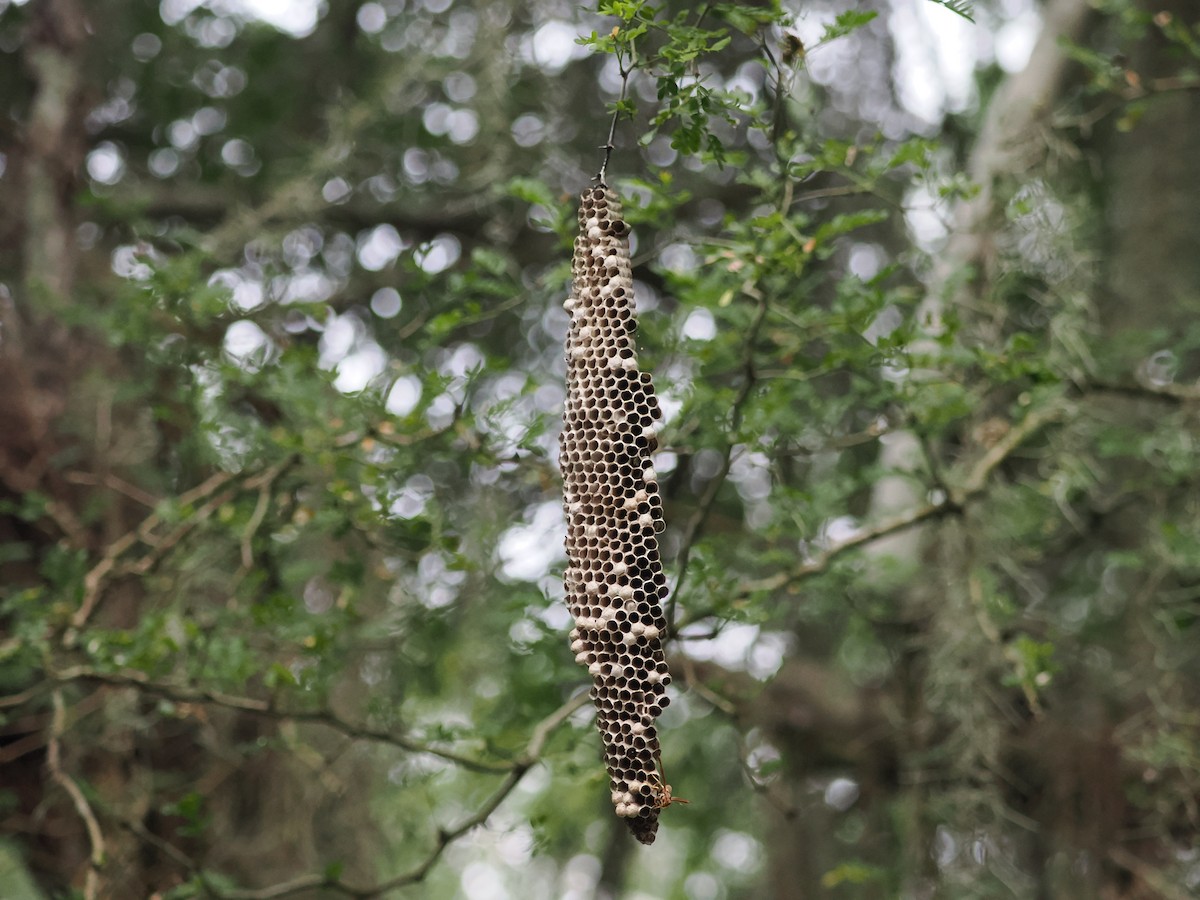 Insects - ML644956649