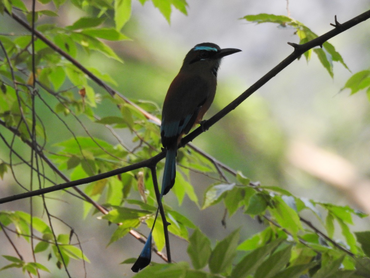 Момот рудочеревий - ML644956653