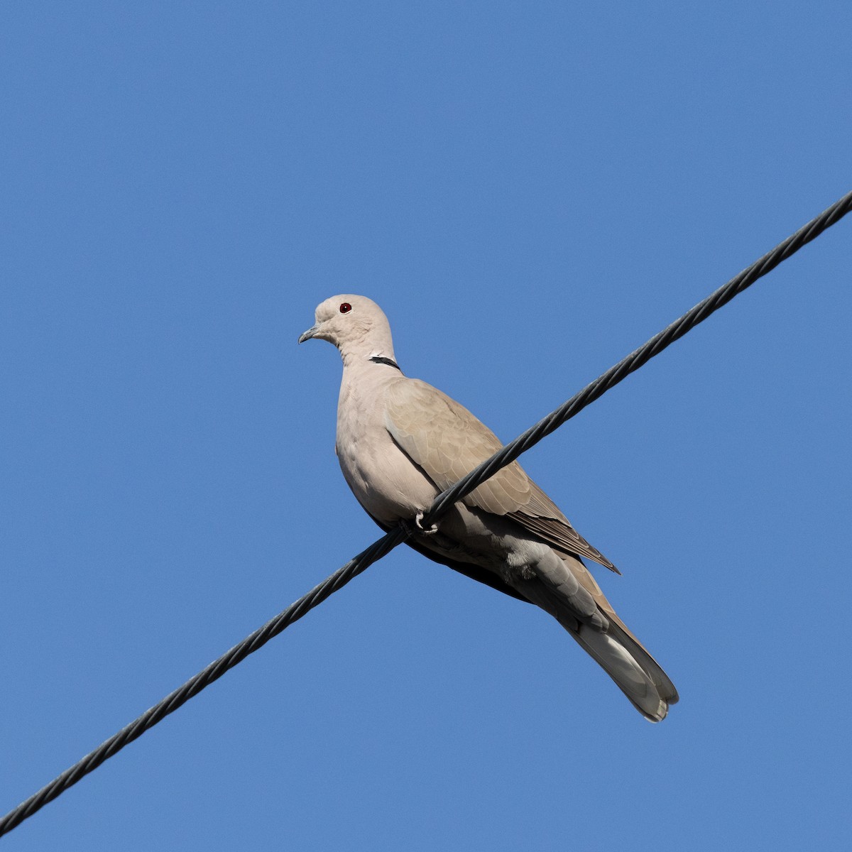 灰斑鳩 - ML644956677