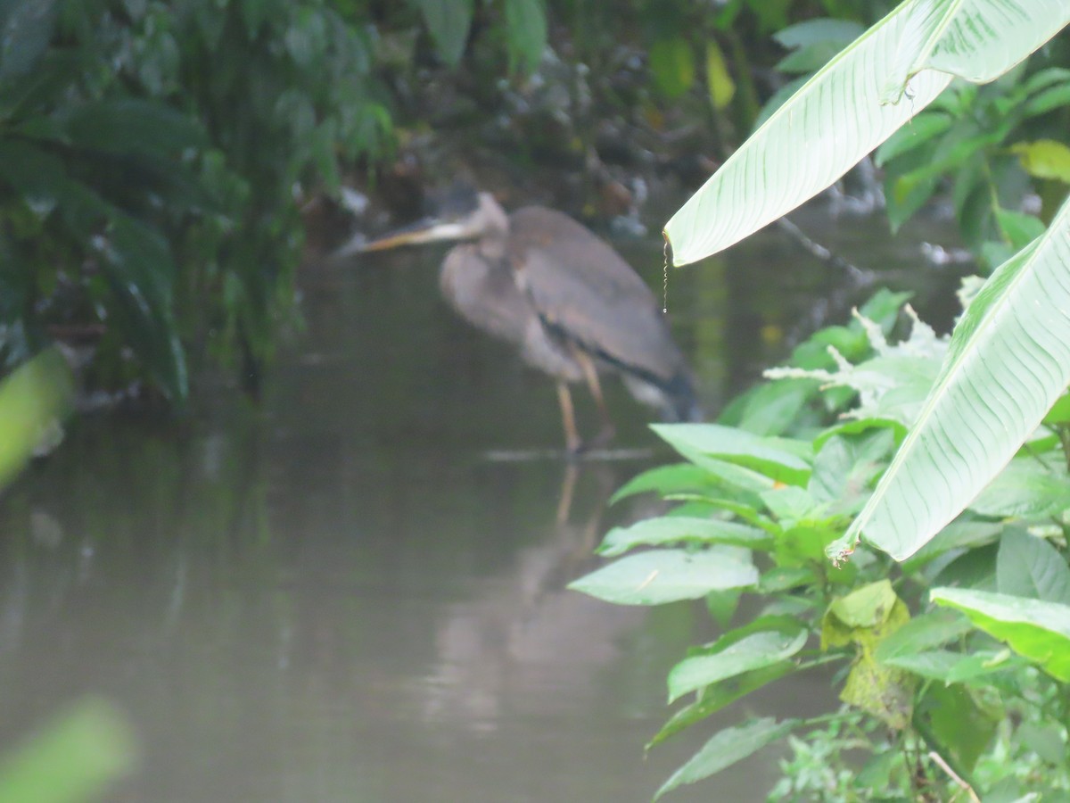 Great Blue Heron - ML644956680