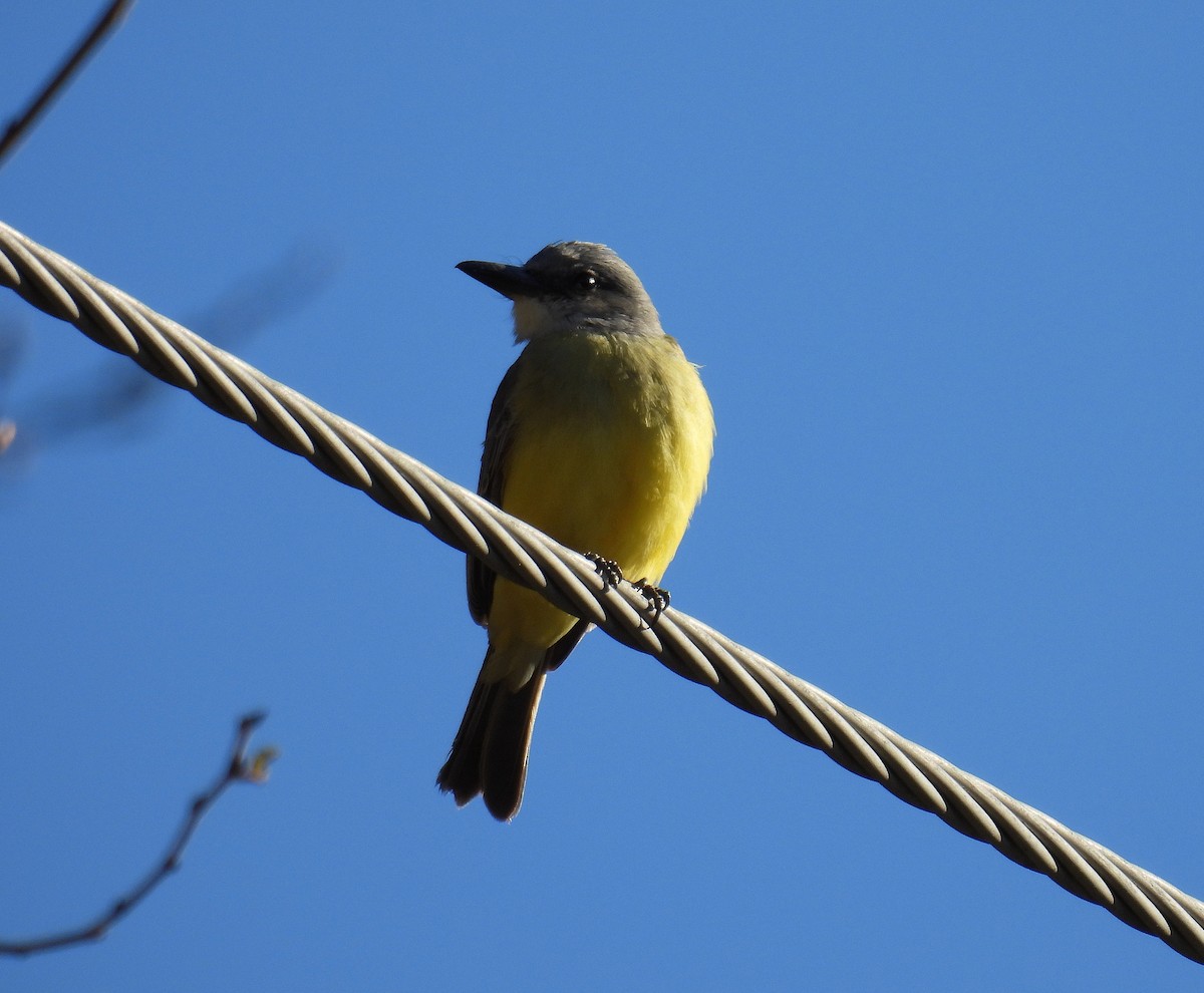 Tropical Kingbird - ML644956681