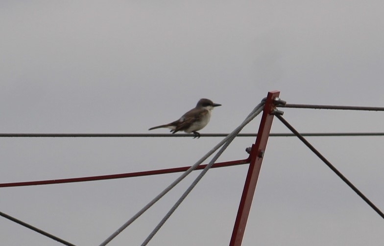 Gray Kingbird - ML644956682