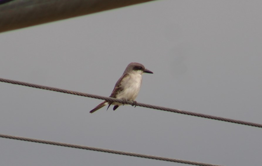 Gray Kingbird - ML644956683