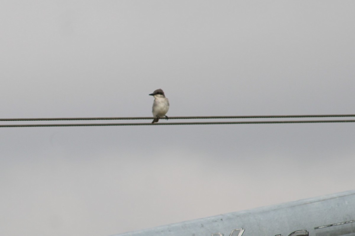Gray Kingbird - ML644956684