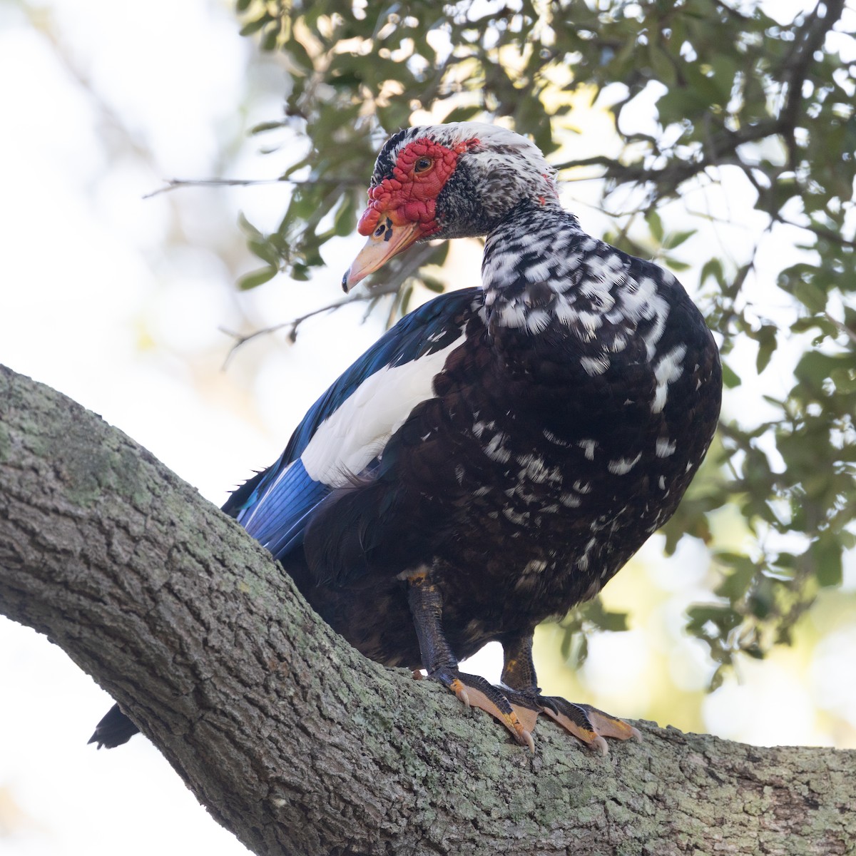 番鴨(馴化)(薑母鴨) - ML644956686