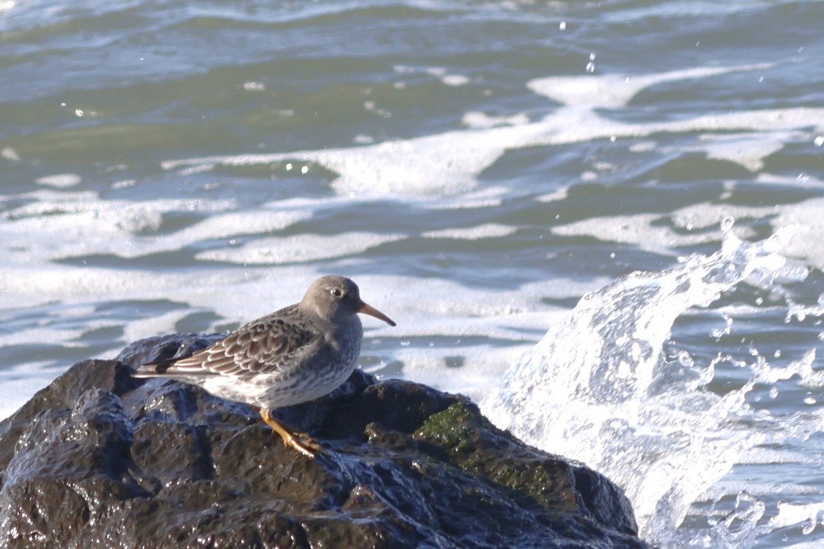 Purple Sandpiper - ML644956687