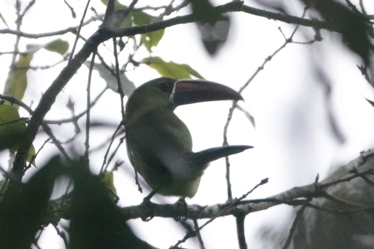 Crimson-rumped Toucanet - ML644956688