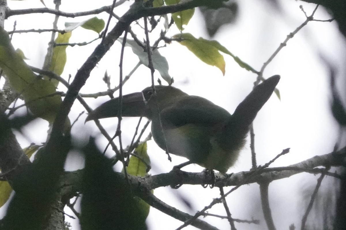 Crimson-rumped Toucanet - ML644956689