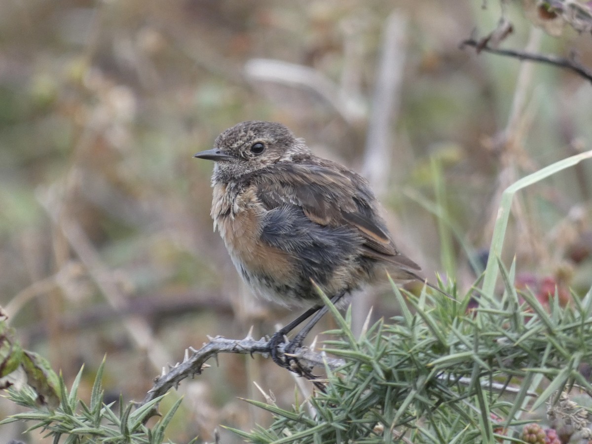European Stonechat - ML644956691