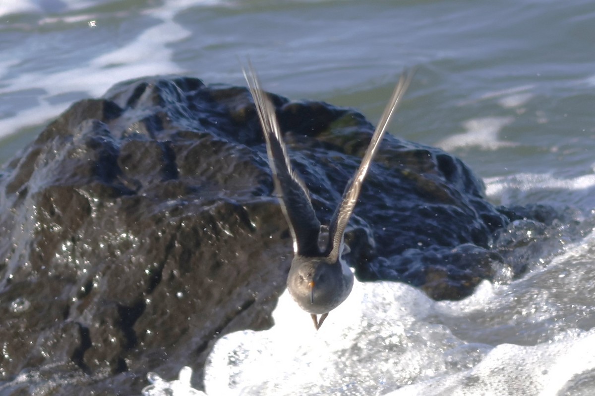 Purple Sandpiper - ML644956692