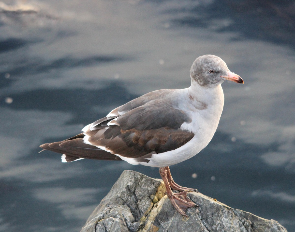 Dolphin Gull - ML644956694