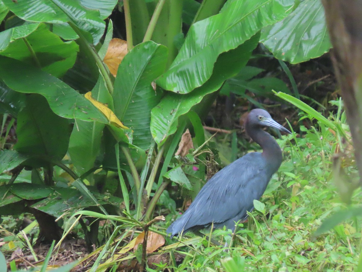 Little Blue Heron - ML644956695