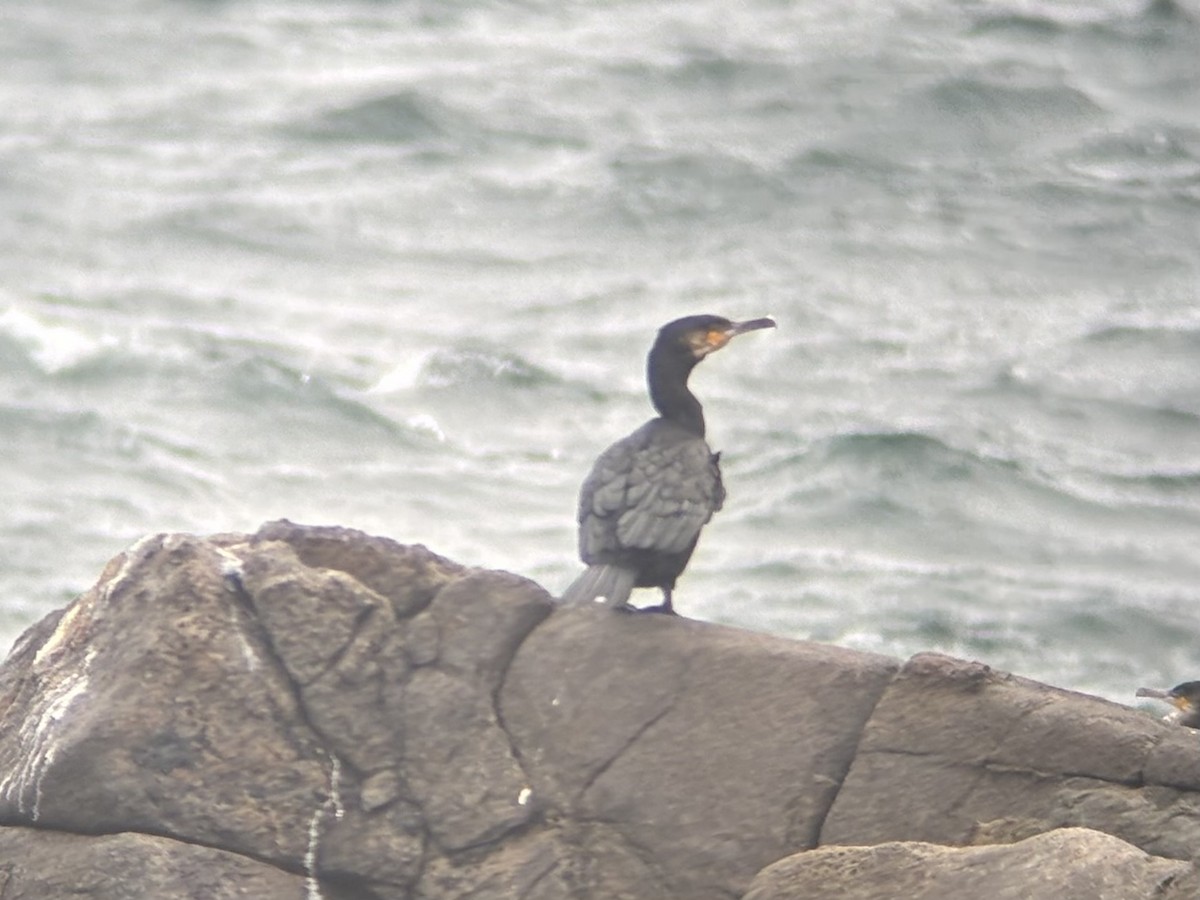 Great Cormorant - ML644956699