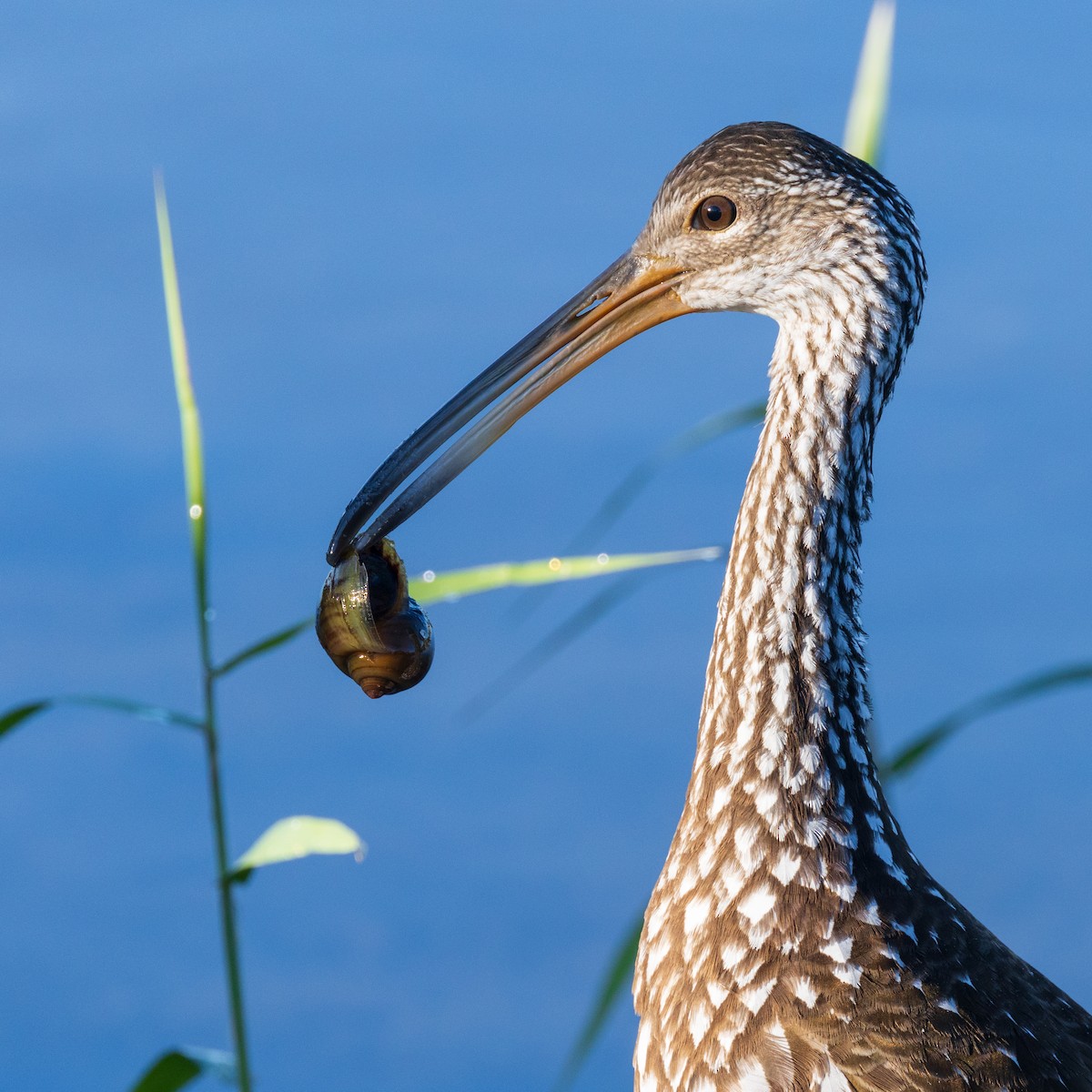 Limpkin - ML644956700