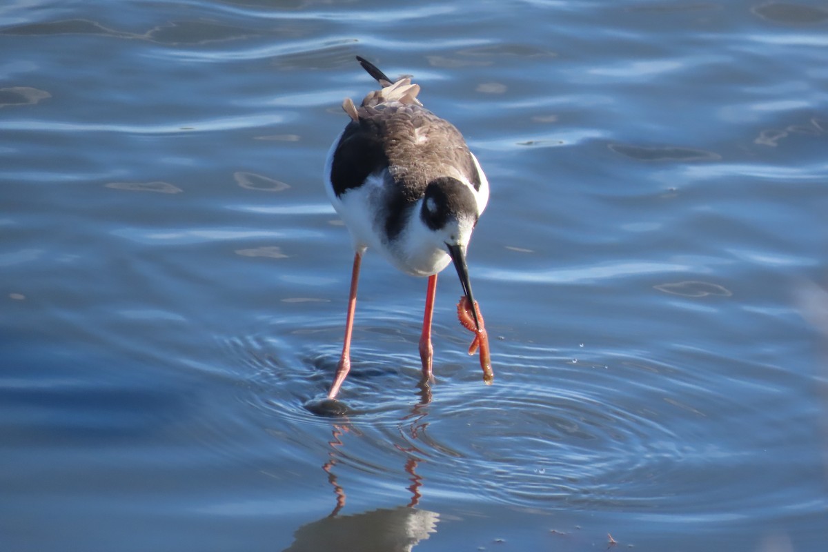 Black-necked Stilt - ML644956701