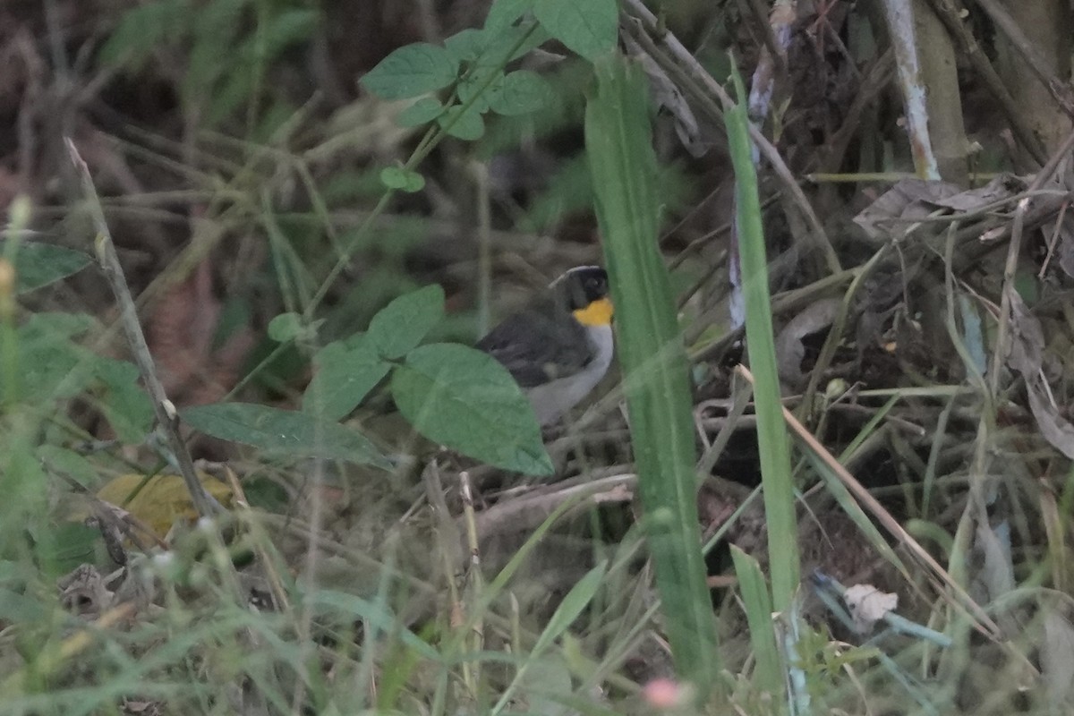 White-naped Brushfinch - ML644956702