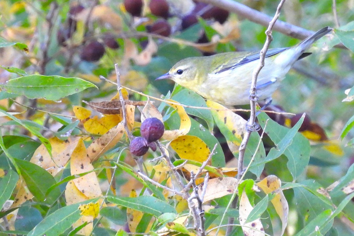 Orange-crowned Warbler - ML644956703