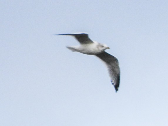 American Herring Gull - ML644956705