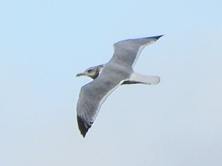American Herring Gull - ML644956706