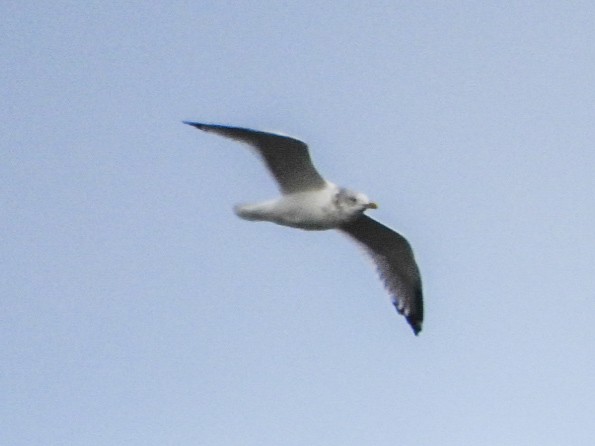 American Herring Gull - ML644956709