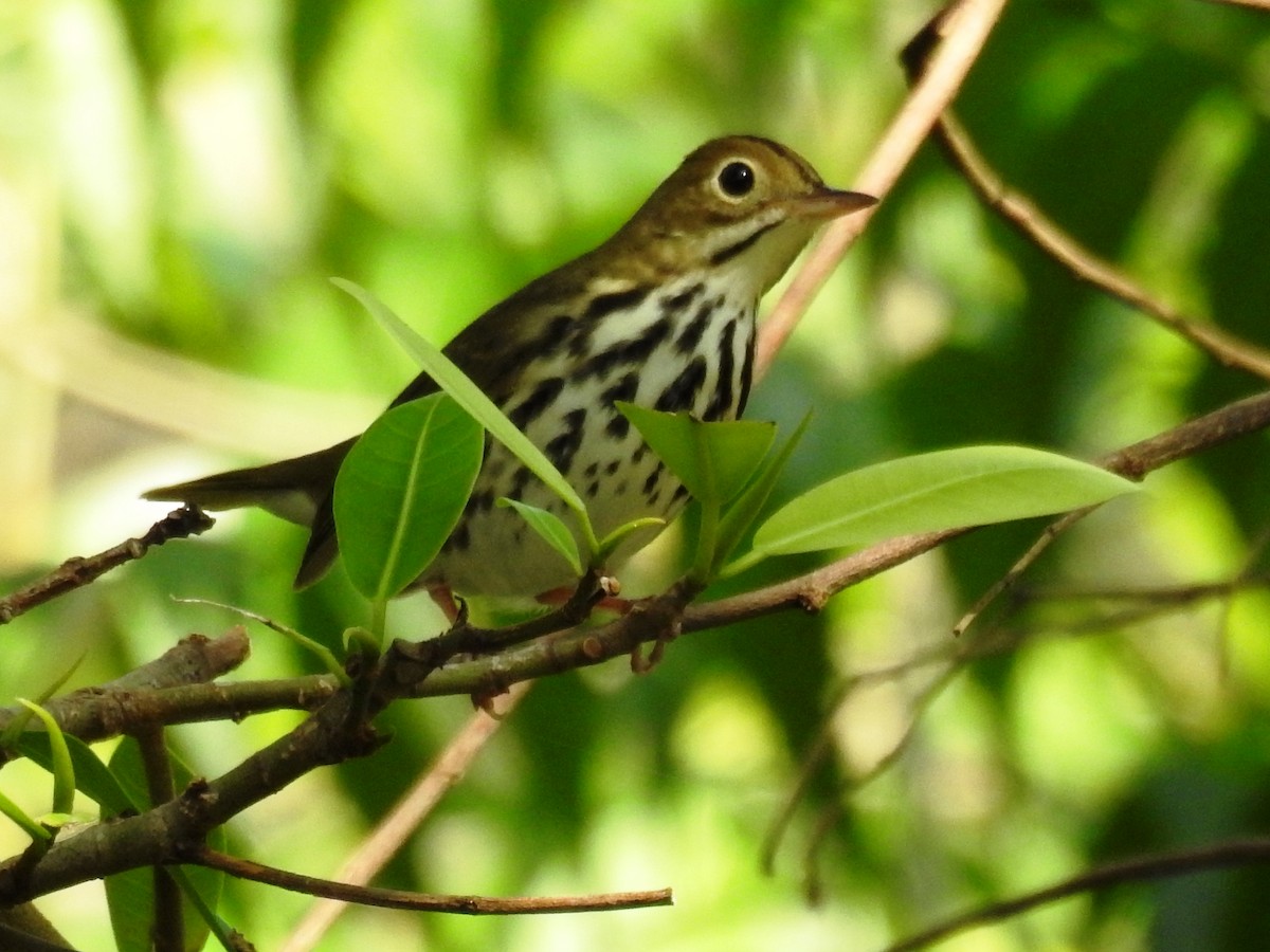 Ovenbird - ML644956710