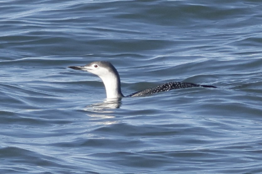 紅喉潛鳥 - ML644956711