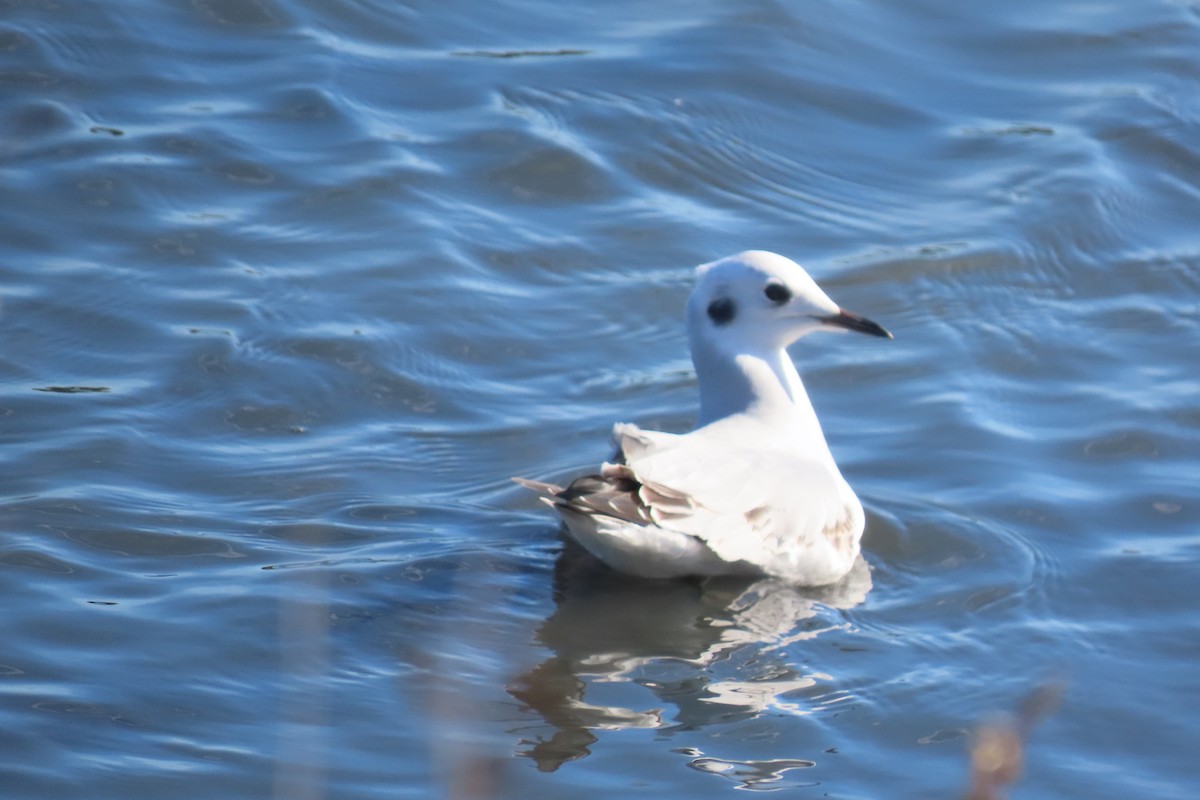 Bonaparte's Gull - ML644956713